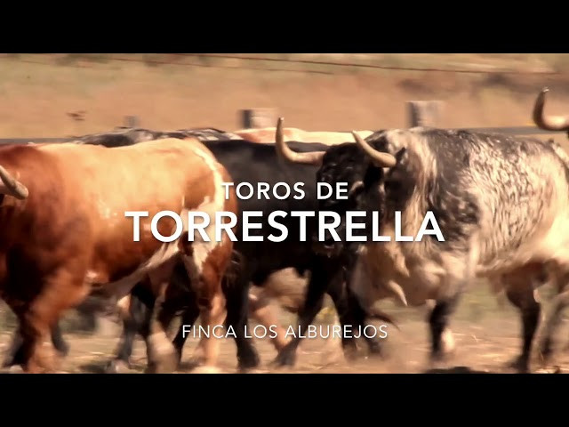 Torrestrella Bilbao 2018