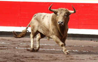 Toros bilbao 2015 3