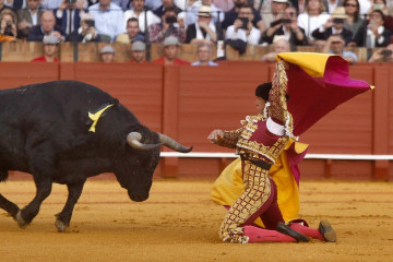 Toro12 xoptimizadax  1316x900