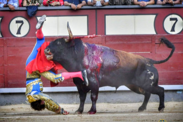 Román cornada