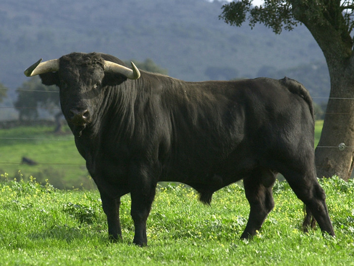 Toros de lidia Madrid