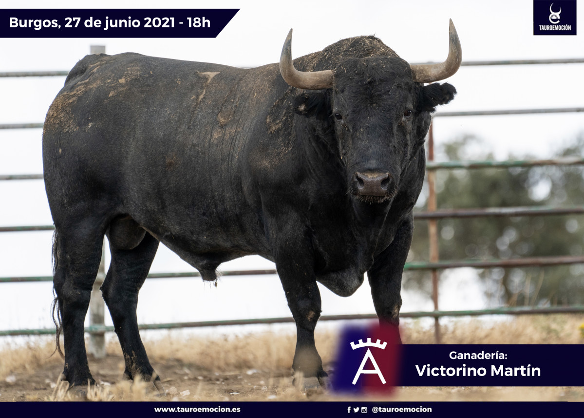 Toro victorino burgos