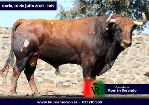 Toros Roman Sorando Portada