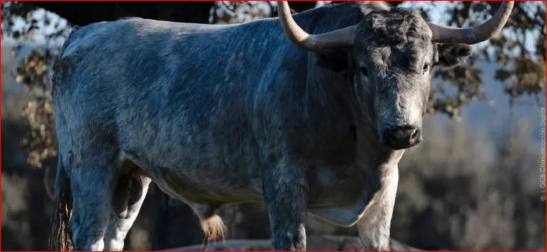 Toro de adolfo para Castellón