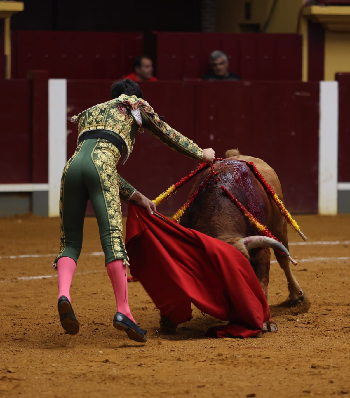 Rufo. alba 2