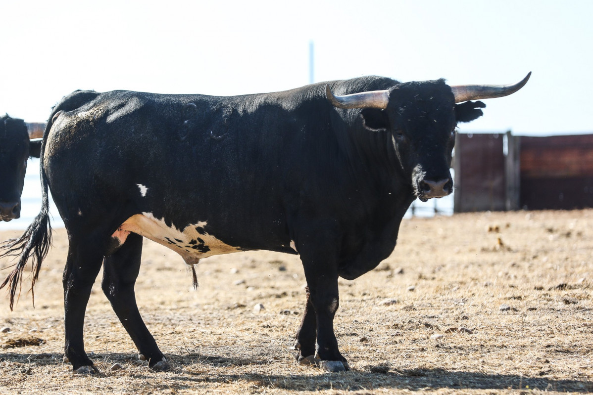 Toro Miura Beziers