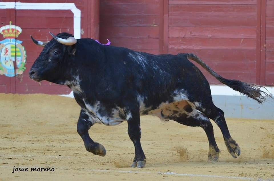 Novillo Toros de Castilla Alfarero de Plata 2022