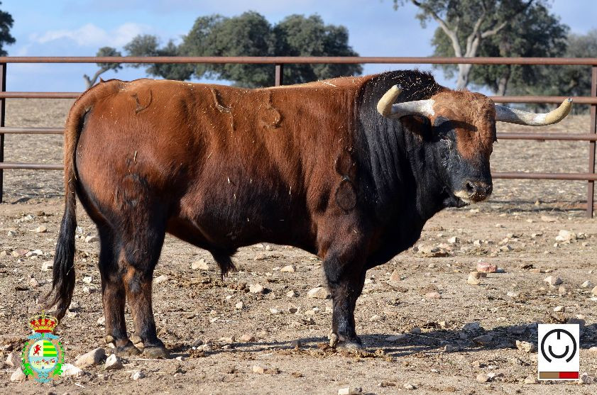 Toros Mayalde Villaseca Portada