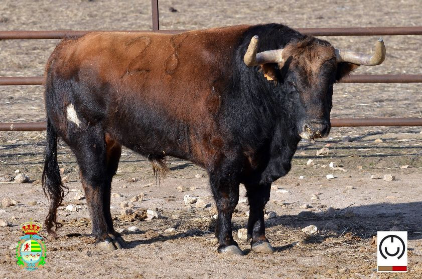 Toros Mayalde Villaseca 2