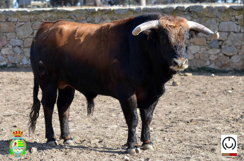 Toros Mayalde Villaseca 3